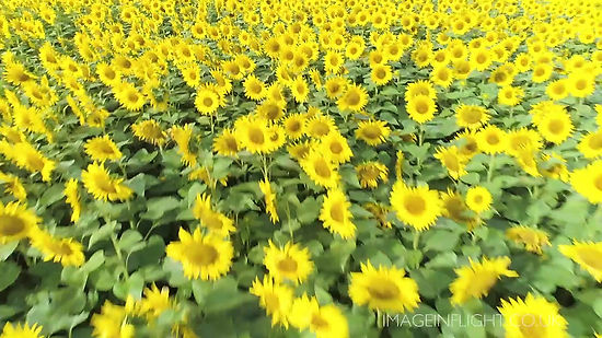 A FIELD OF SUNFLOWERS